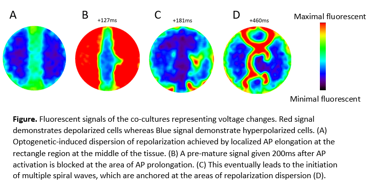 Fluorescent signals of the co-cultures representing voltage changes